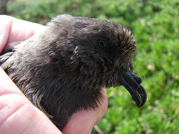 Band-rumped storm-petrel at Kanaha Beach on Maui Forest & Kim Starr