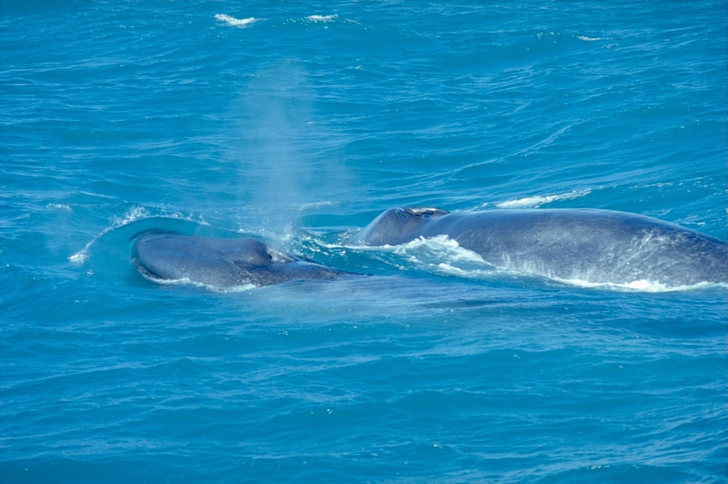 Blue Whales Carefully Plan their Meals to Maintain Body Size