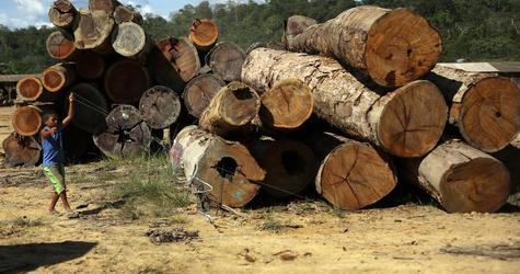 How to stop deforestation? Make'good stuff cheaper