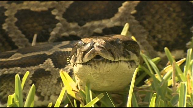 FL Python found in flea market clothes