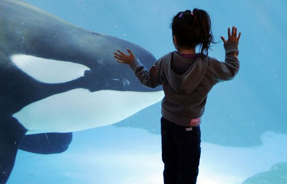 Animal Rights Activists to Protest SeaWorld's Proposal to Expand Orca Tanks