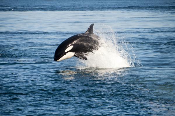 Animal Rights Activists to Protest SeaWorld's Proposal to Expand Orca Tanks