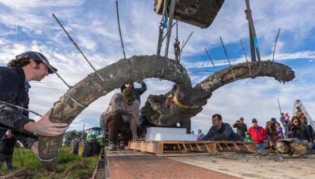 Woolly Mammoth Bones Discovered from Michigan Soybean Field