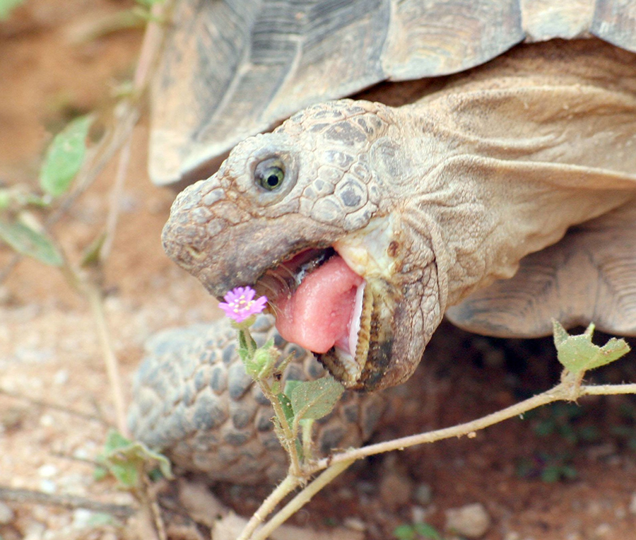 Sonoran-Desert-Tortoise