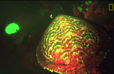 Ecstatic discovery a glowing sea turtle