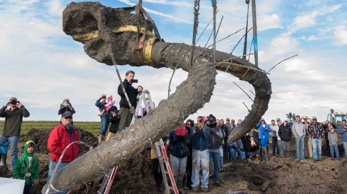 Michigan Farmers Make Stunning Discovery Mammoth Bones