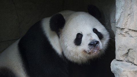 Giant Panda Tian Tian