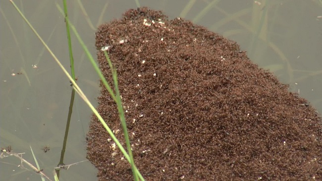 Group of floating fire ants