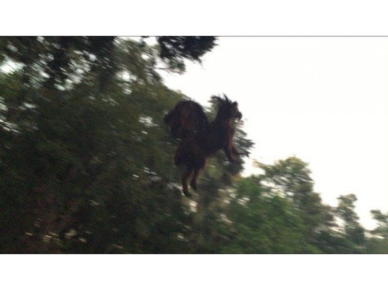 WATCH Was The Jersey Devil Finally Spotted In N.J