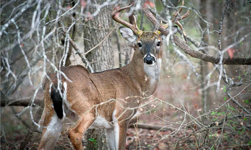 No the Wisconsin DNR is not asking anyone to remove fake deer from their lawns