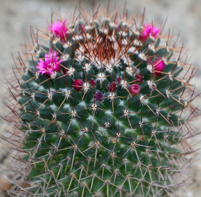 Blooming Cacti