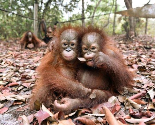 BOSF  AFP  Indrayana Baby orangutans who had been suffering from respiratory problems caused by thick haze play at a nursery in the rehabilitation centre operated by the BOSF on the outskirts of Palangkaraya in central Kalimantan