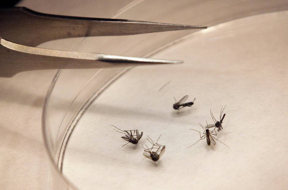 3 new cases of West Nile virus reported in Suffolk County