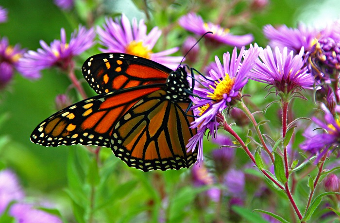 Monarch Butterfly