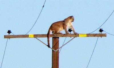 Mountain lion discovers power pole is awesome for people-watching