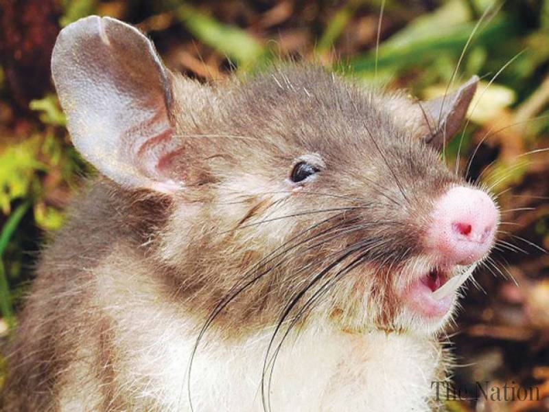 Vic scientists discover new mammal