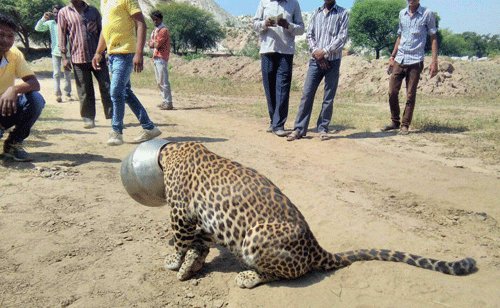 Thirsty leopard gets help for pot-head problem in India