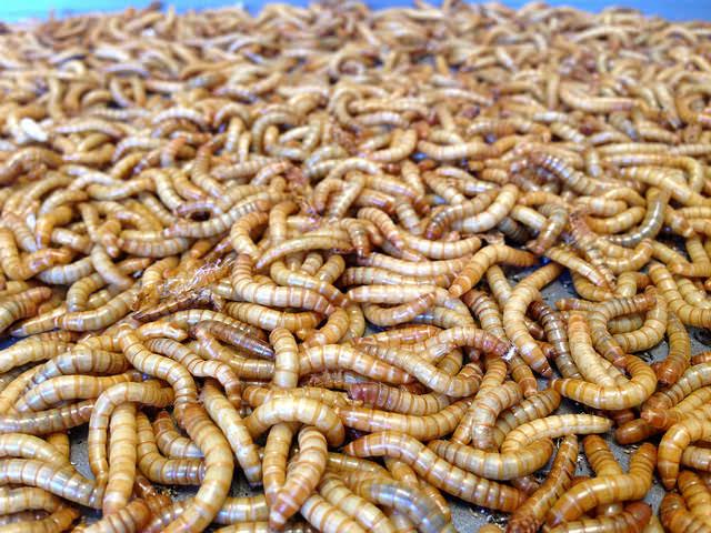 Meal Worms