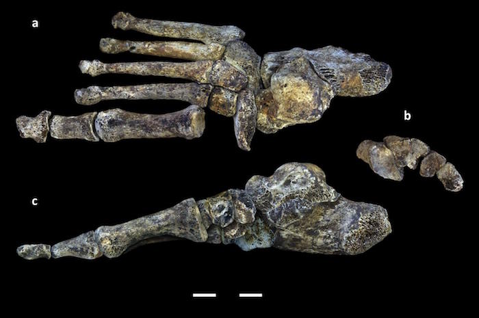 Homo Naledi's Hand and Foot