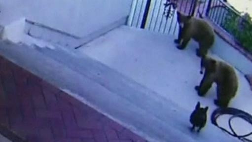 A French bulldog named Jewel has been caught on CCTV casing bears out of her owner's back garden in Monrovia California