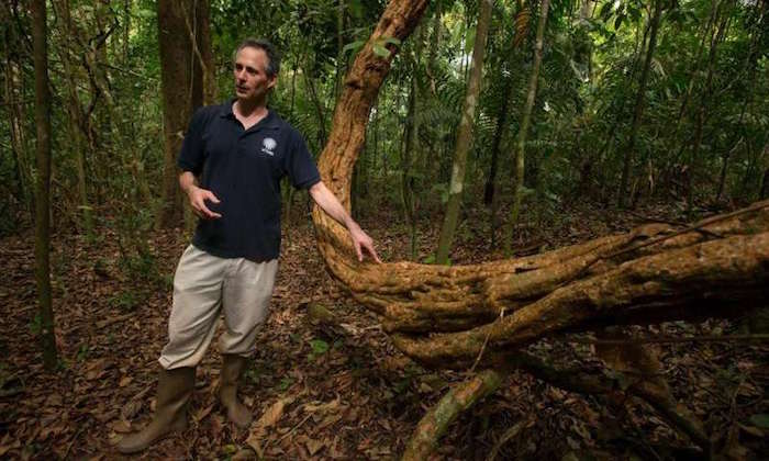 Researcher Stefan Schnitzer talks about lianas on Panama's Barro Colorado Island