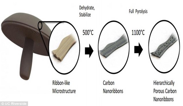 Scientists say nanocarbon architectures such as those found in mushrooms are a green and sustainable alternative to graphite-based anodes. They transform upon heat treatment into an interconnected porous network architecture which is important for batter