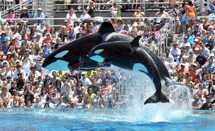 SeaWorld to challenge California ban on orca breeding