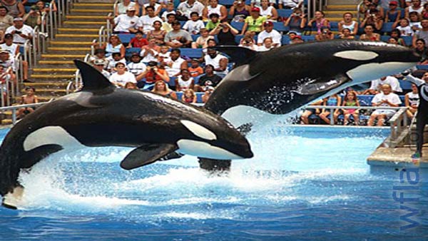 SeaWorld file