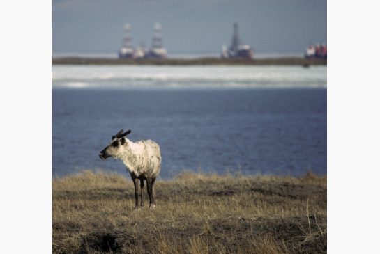 A caribou grazes in front of oil rigs on the shores of the Beaufort Sea in the Canadian Arctic. Shell's decision to stop looking for oil off Alaska's coast is sending a discouraging signal