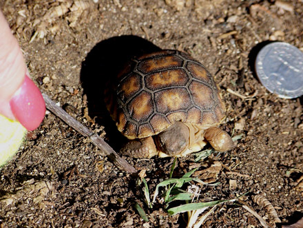 Desert tortoise no longer candidate for federal protection