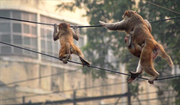 Monkeys walk on electric wire to crossover to another building in walled city Delhi