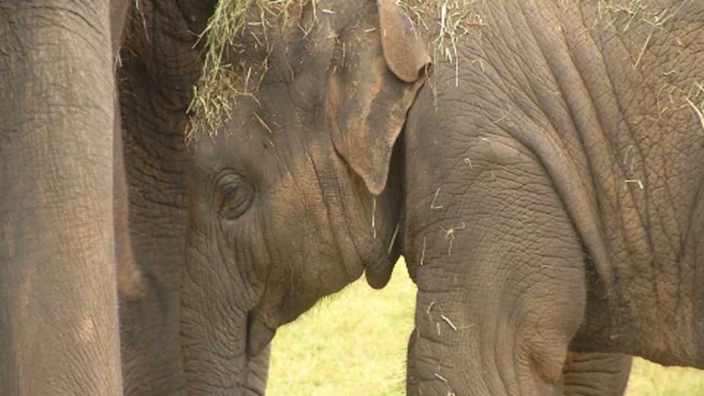 The Oklahoma City Zoo released preliminary results in what caused the sudden death of 4-year-old Asian elephant Malee Thursday