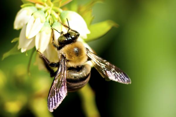 Truck hauling honeybees rolls over on Oklahoma interstate