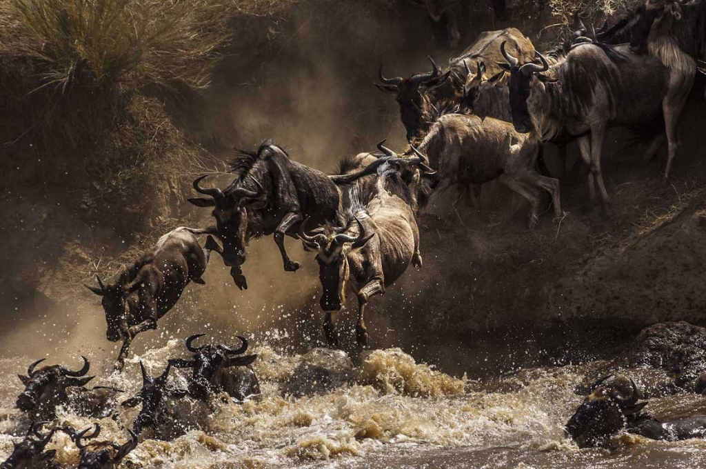 'wildebeest broadcasted during serengeti migration