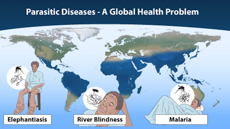 Parasitic diseases