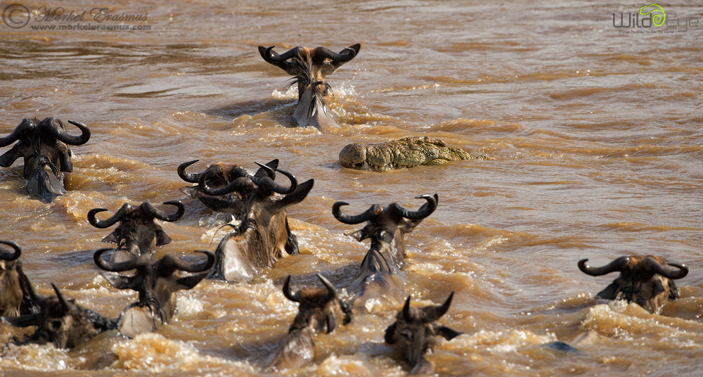 Wildebeest crossing the Mara River avoiding a hungry crocodile