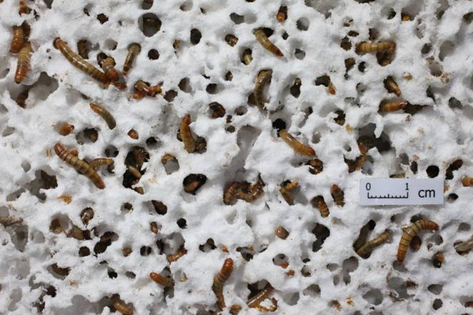 Styrofoam-Eating Mealworms Could Happily Dispose of Plastic Waste