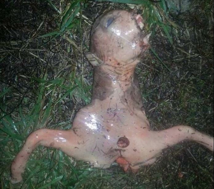 Is this an alien? Woman claims to find body of creature in mysterious circumstances