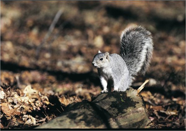 Delmarva Peninsula fox squirrel makes a comeback celebrated with the removal from the Endangered Species Preservation Act list as per a Friday federal announcement