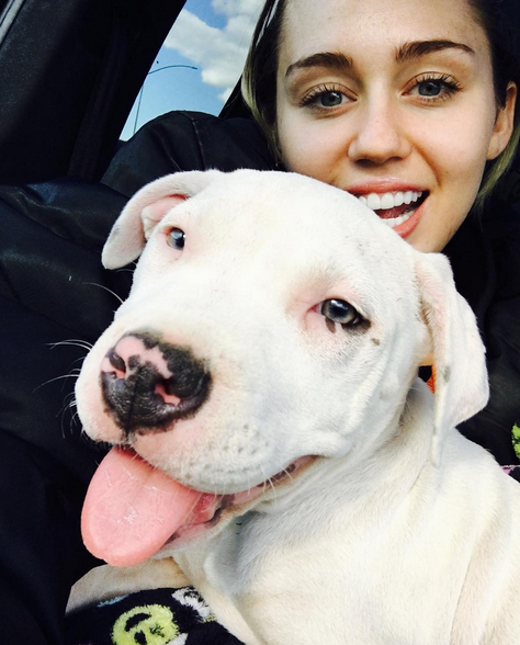 Miley Cyrus shows off her ridiculously cute new dog