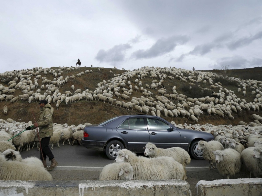 REUTERS  David MdzinarishviliA car is surrounded by sheep as they return home from grazing fields outside Tbilisi Georgia