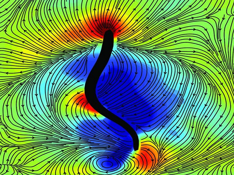 Lamprey swimming