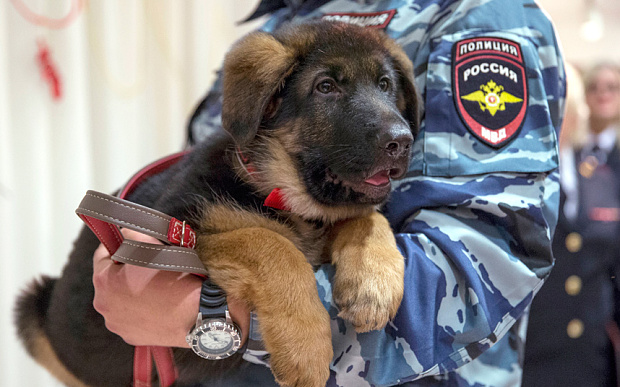 A Russian police officer holds puppy Dobrynya before presenting it to French police at the French Embassy in Moscow Russia