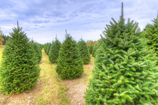 The Root of it All: Christmas tree needle drop