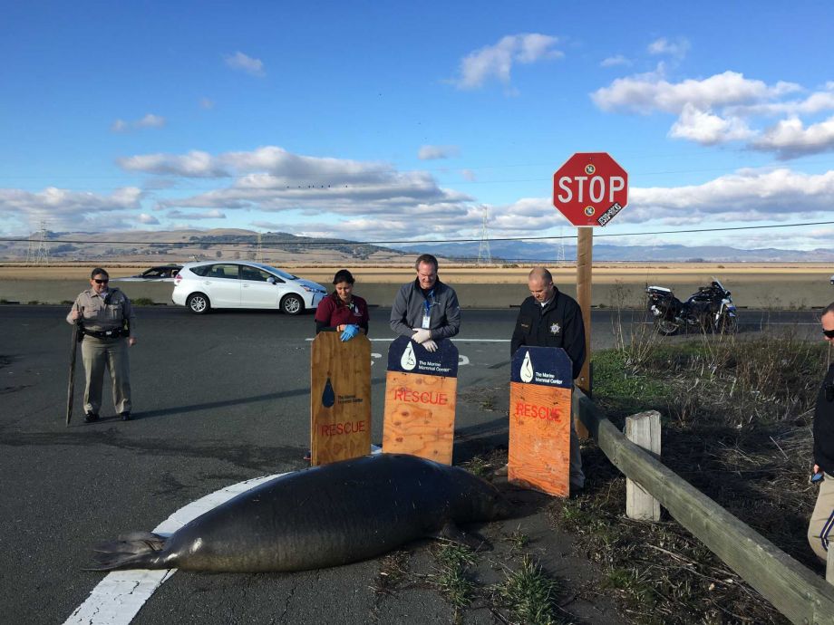 Elephant seal tries to cross Highway 37 near Sears Point