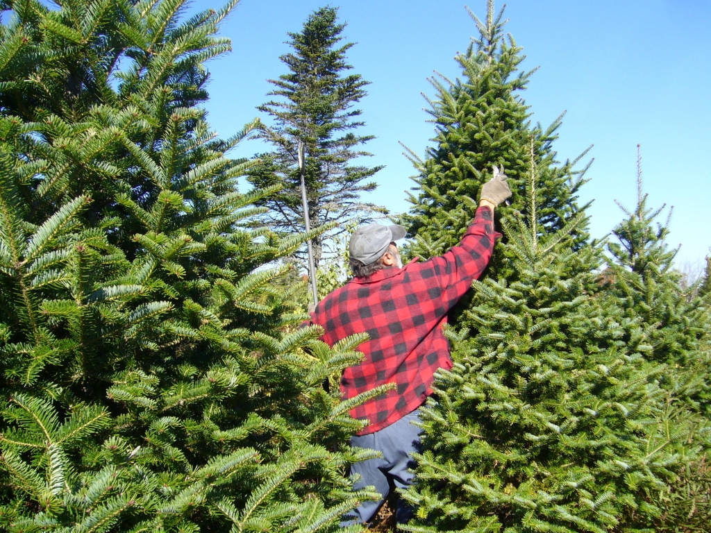 The Root of it All: Christmas tree needle drop