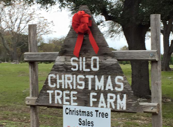 A Temple Christmas tree farm is a busy place this time of year