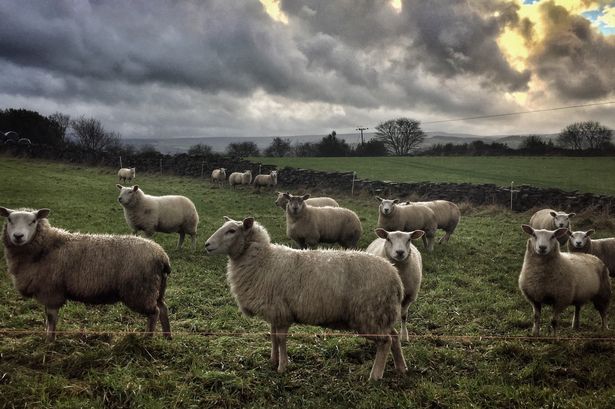 Sheep braving the wind and rain at Hall Ing Honley