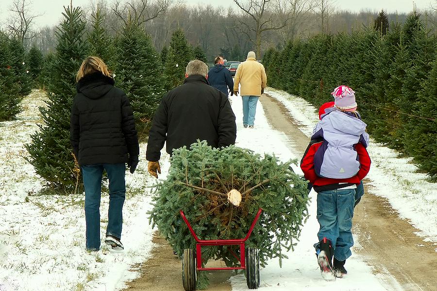 The first Saturday in December is Christmas Tree Day and for many families heading out to a tree farm to harvest a Christmas tree is a holiday tradition