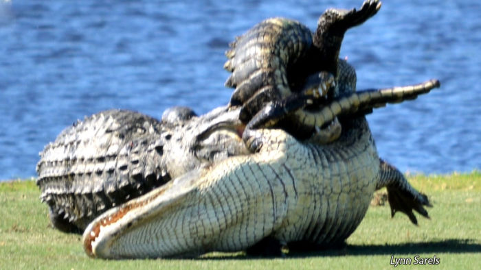 Lynn Sarels and Kathy Dee were shocked to find two huge alligators fighting at the fourth hole at Florida